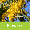 Acacia Dealbata Mimosa Tree flowers